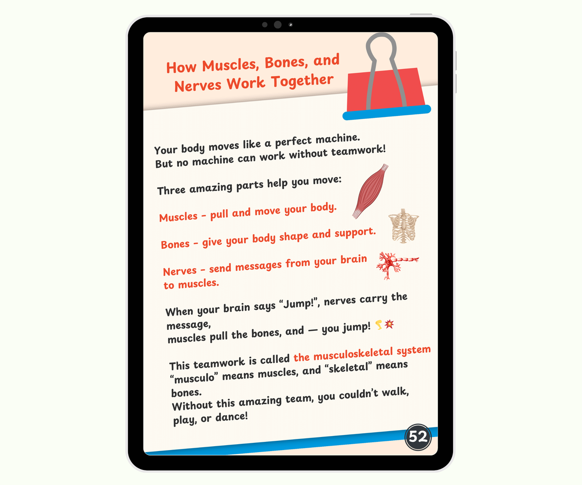 The Muscular System: Muscles That Move Your World
